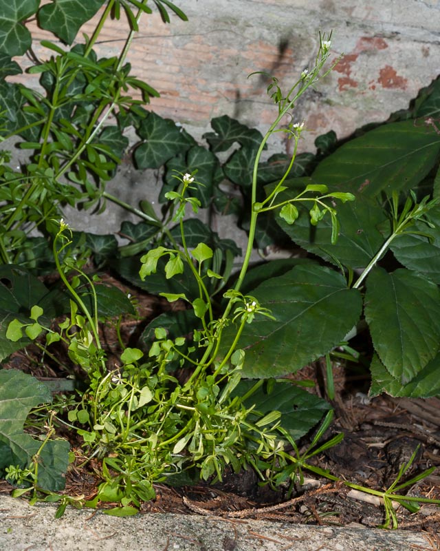 Cardamine hirsuta / Billeri primaticcio